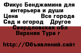 Фикус Бенджамина для интерьера и души › Цена ­ 2 900 - Все города Сад и огород » Другое   . Свердловская обл.,Верхняя Тура г.